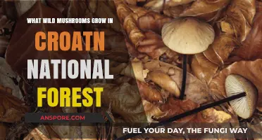 Exploring Croatia's National Forests: A Guide to Wild Mushroom Varieties