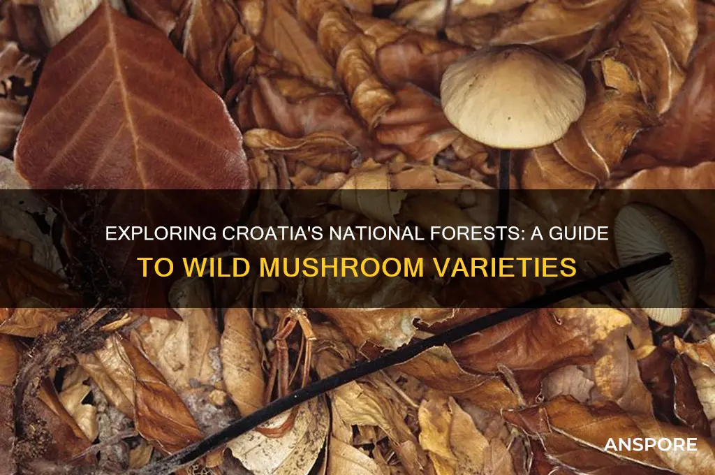 what wild mushrooms grow in croatn national forest