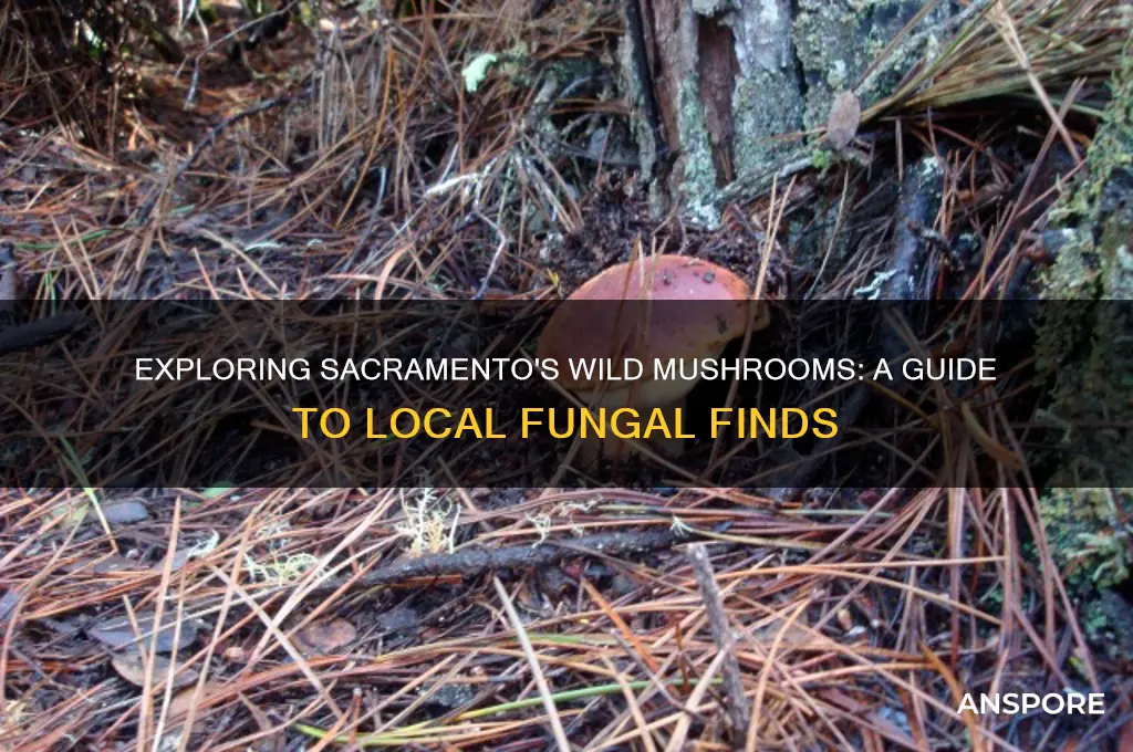 what wild mushrooms grow in the sacramento area