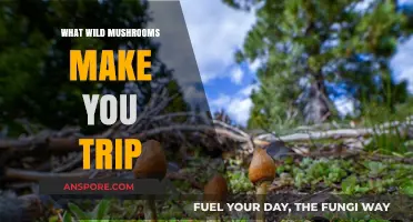 Exploring Psychedelic Mushrooms: Which Wild Varieties Induce Hallucinogenic Trips?