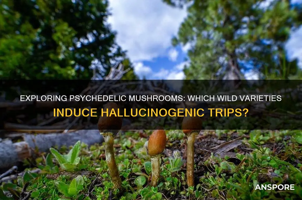 what wild mushrooms make you trip