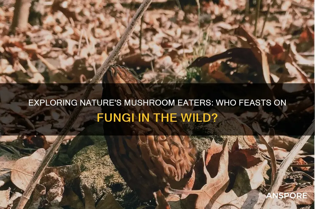 what will eat mushrooms