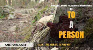 False Morel Mushrooms: Risks, Symptoms, and Potential Dangers Explained