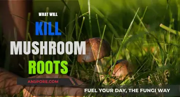 Destroying Mushroom Roots: What You Should Know