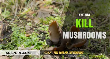 Destroying Mushrooms: What You Need to Know
