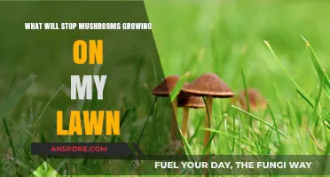 Preventing Mushroom Growth: Effective Lawn Care Tips and Solutions