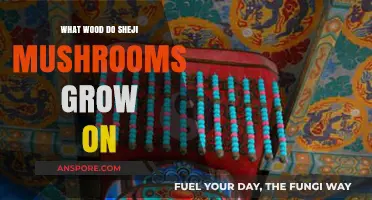 Sheji Mushrooms: Preferred Wood Types for Optimal Growth Explained