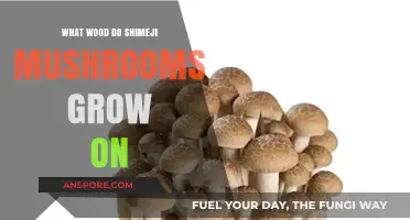 Best Wood Types for Growing Shimeji Mushrooms: A Comprehensive Guide