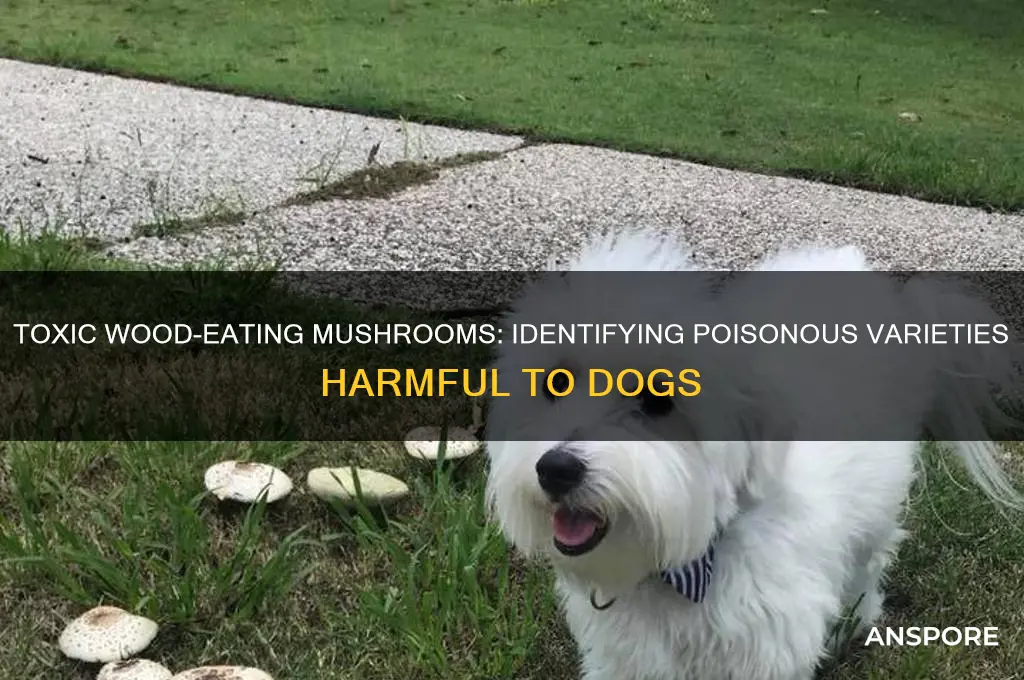 what wood eating mushrooms poisonious to dogs