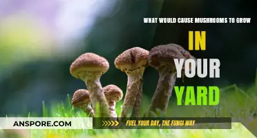 Why Mushrooms Suddenly Appear in Your Yard: Causes and Solutions
