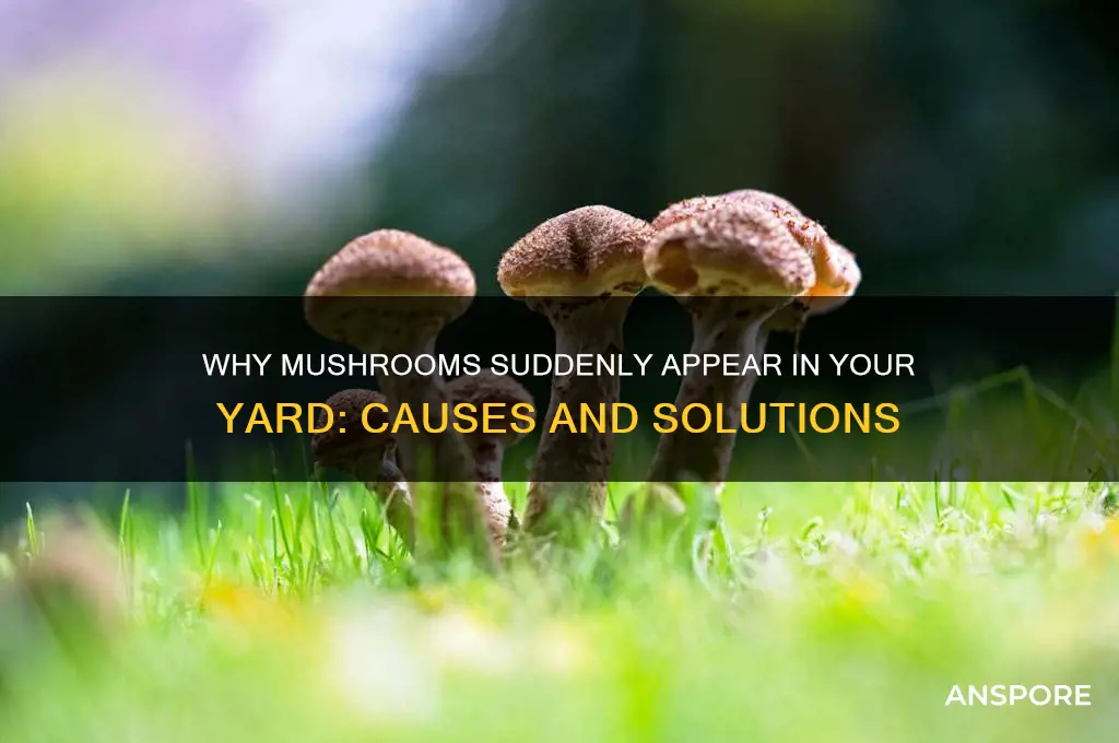 what would cause mushrooms to grow in your yard