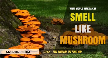 Why Your Car Smells Like Mushrooms: Causes and Solutions