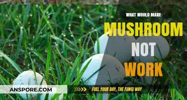 Why Mushrooms Might Fail: Common Factors Affecting Their Effectiveness