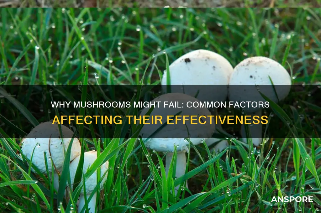what would make mushrooms not work