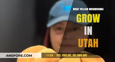 Discovering Utah's Bright Yellow Mushrooms: A Guide to Local Varieties