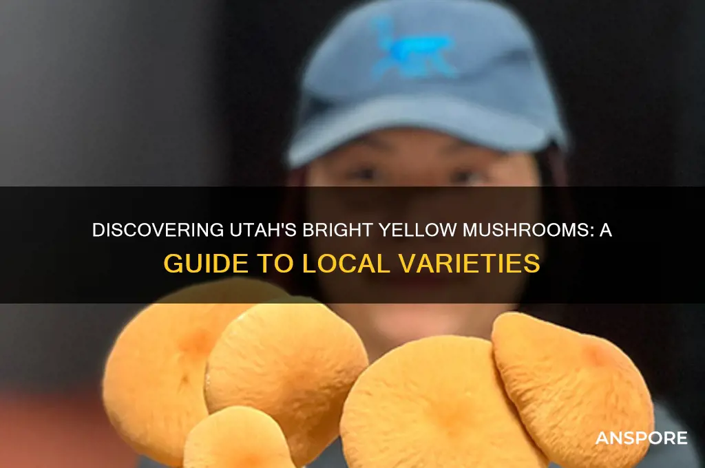 what yellow mushrooms grow in utah