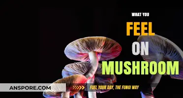 Tripping on Shrooms: A Personal Experience