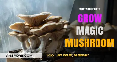 Essential Tools and Techniques for Growing Magic Mushrooms at Home