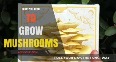 Essential Tools and Tips for Growing Mushrooms at Home