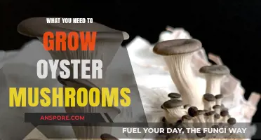Essential Supplies for Growing Oyster Mushrooms at Home