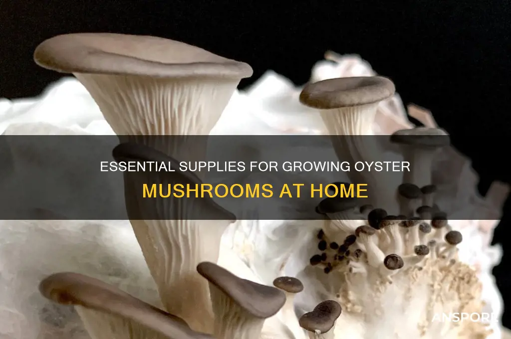 what you need to grow oyster mushrooms