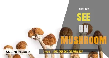 Psychedelic Visions: Exploring Mushroom Trips