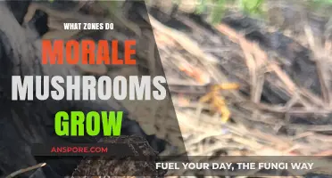 Where Morale Mushrooms Thrive: Exploring Their Ideal Growth Zones