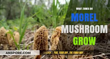 Where to Find Morel Mushrooms: Ideal Zones for Growth