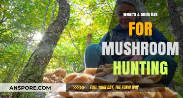 Perfect Timing for Mushroom Foraging: When and Where to Hunt