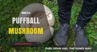 Puffball Mushrooms: Nature's Spongy Delights