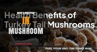 Mushrooms: Superfood for Your Health