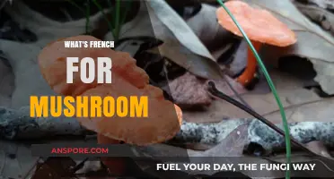 Mushroom Mystery: Unveiling French Translation