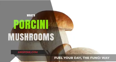 Porcini Mushrooms: A Forager's Treasure