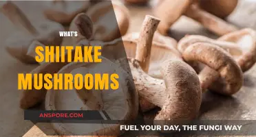 Shiitake Mushrooms: Nature's Superfood