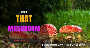 Mushroom Identification: What's That Fun Guy?