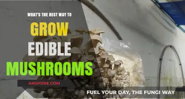 Mastering Mushroom Cultivation: Top Techniques for Growing Edible Varieties