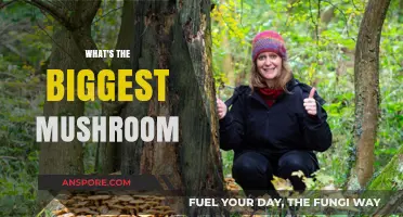 Giant Fungi: World's Largest Mushroom Species