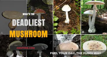 Deadly Mushroom Secrets: Nature's Quiet Killers