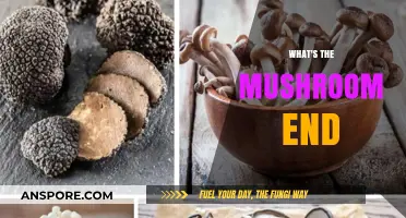 Mushroom End: A New Beginning for Fungi