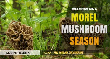 Morel Mushroom Season: Timing and Duration for Optimal Foraging