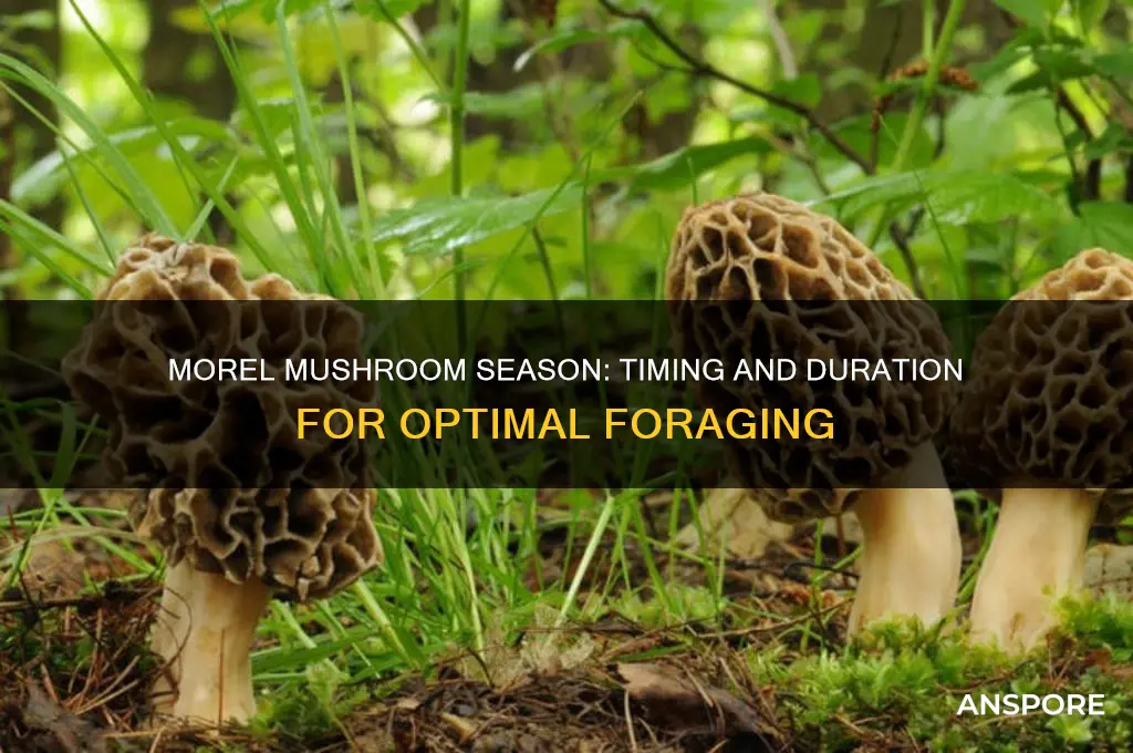 when and how long is morel mushroom season