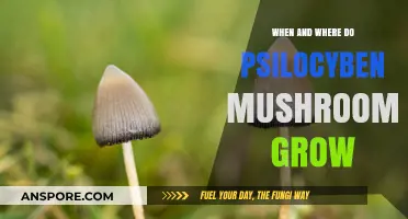 Exploring Psilocybin Mushrooms: Natural Habitats and Seasonal Growth Patterns