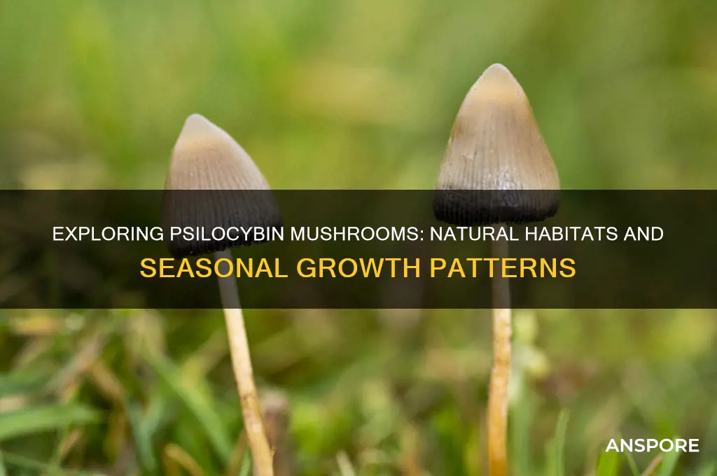 when and where do psilocyben mushrooms grow