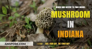 Indiana Morel Mushroom Hunting: Best Times and Locations to Explore