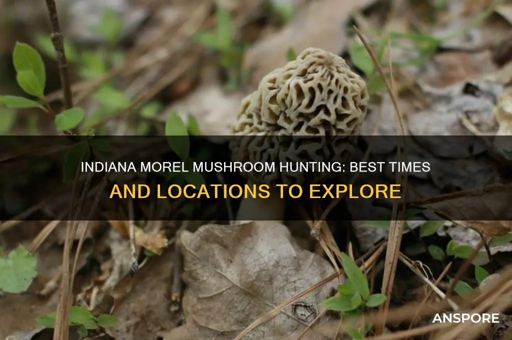 when and where to find morel mushrooms in indiana
