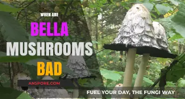 When Bella Mushrooms Turn Toxic: Risks and Safe Consumption Tips