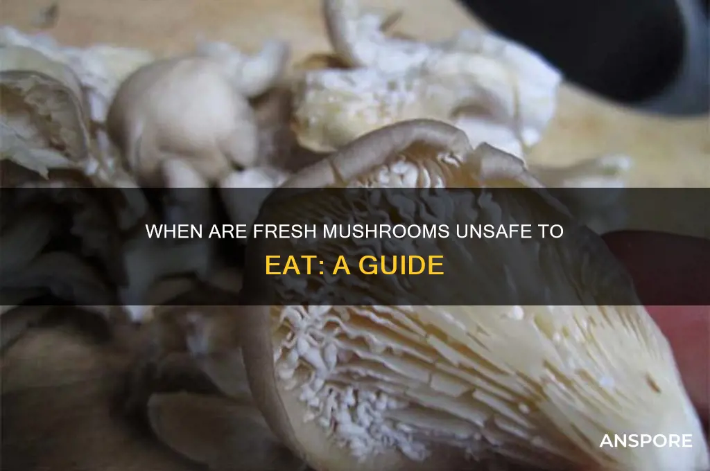 when are fredh mushrooms no longer good to eat