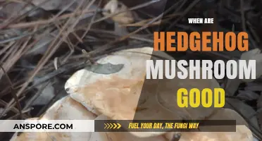 When Are Hedgehog Mushrooms Good: A Forager's Seasonal Guide