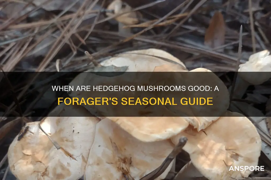 when are hedgehog mushrooms good