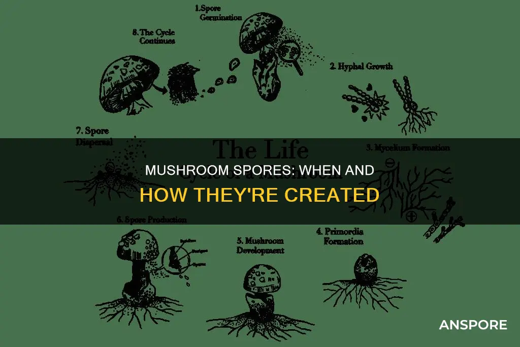 when are mushroom spores created
